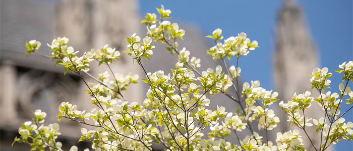 Buds bloom in front of the Cathedral of Learning.